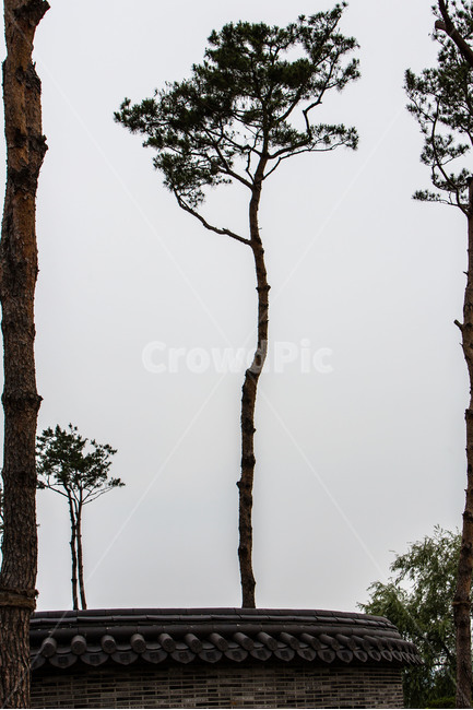 소나무,감성,기와,문양,무늬,한국전통,한국문화,korean traditional,korean culture,식물,자연,plants,nature,나무,trees,wood