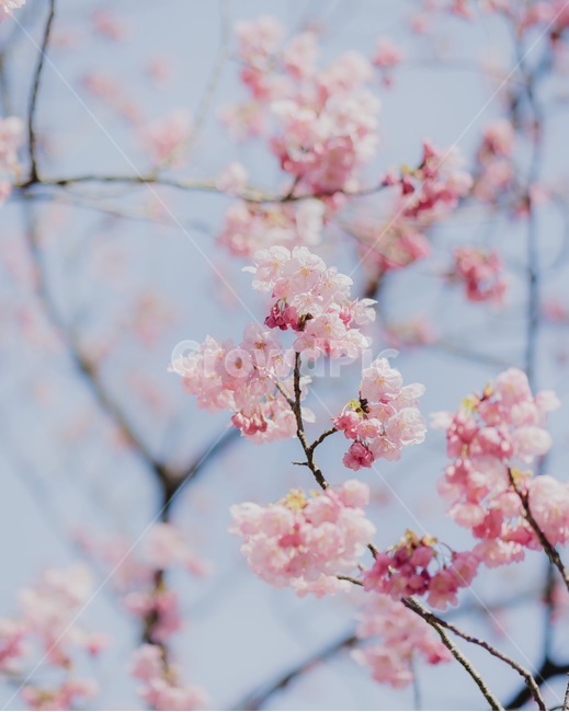 벚꽃,봄나무,사쿠라,나무,자연,꽃계절,봄나들이,벚꽃나무,봄,계절,spring,season,plant,식물,blossom,꽃,flower