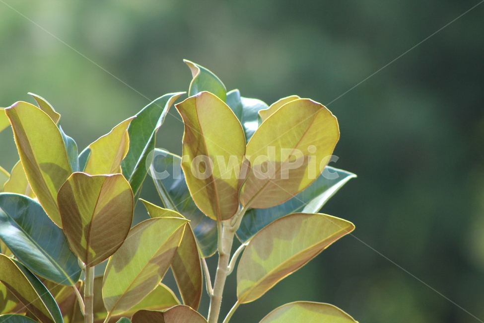 나무,자연,잎,잎사귀,여름,식물,계절,plants,season,감성,봄,새싹,아침,흐림