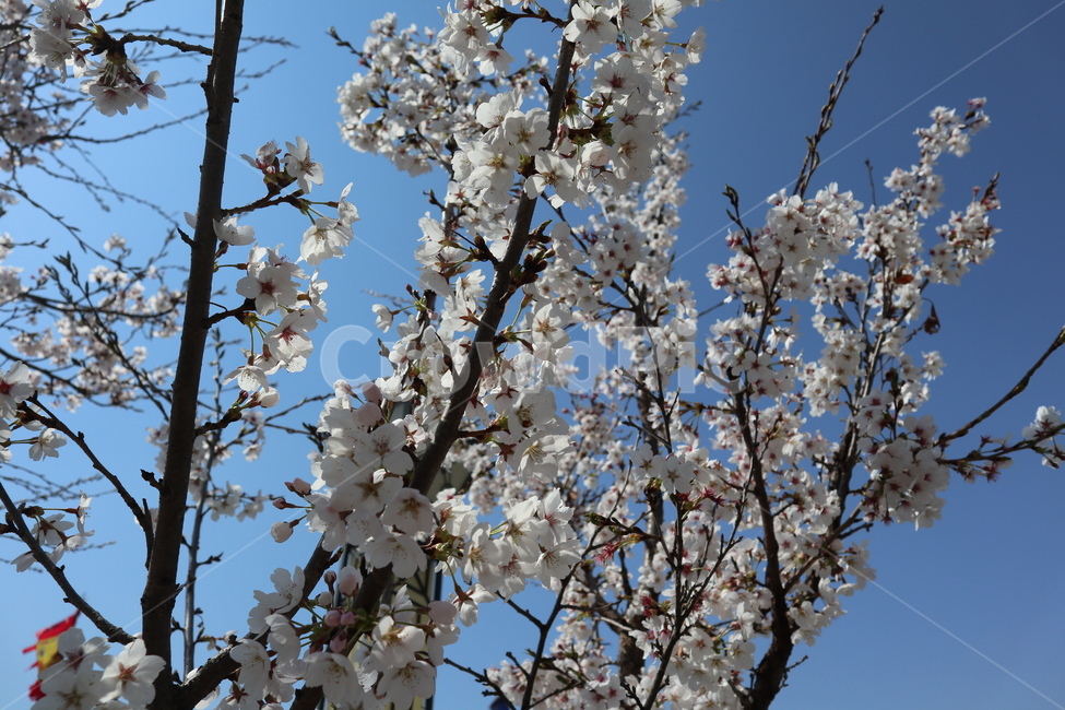 벚꽃,봄,감성,감성사진,식물,blossom