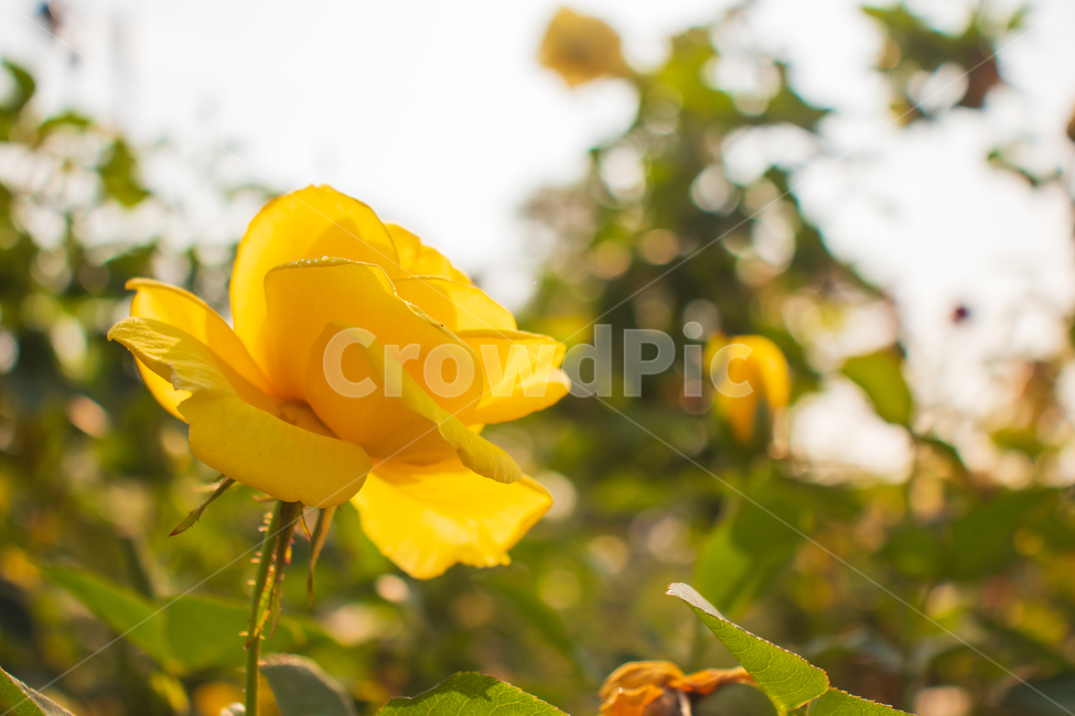 장미,rose,장미꽃,꽃,봄,노란장미,들장미,야생장미,로즈,식물,자연,여름,꽃잎,잎,만개,만발,야생,들,로맨틱,로맨스,사랑,낭만적인,낭만,아름다움,아름다운,햇빛,햇살,미,공원,야외,정원,뜰,가든,노란색,옐로우,노랑,노란,옐로,그린,초록색,초록,녹색,계절,배경,바탕,백그라운드,flower,flowers,roses,spring,summer,yellowrose,wildrose,plant,nature,natural,yellow,bloom,blooming,blossom,romantic,romance,love,garden,petal,beautiful,beauty,green,leaf,leaves,wild,season,outdoor,outdoors,background