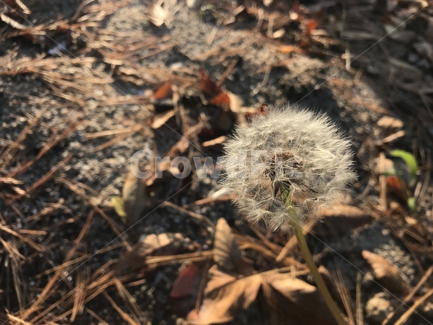 민들레,홀씨,아웃포커싱,씨앗,가을,식물,자연,plants,nature,꽃,flower