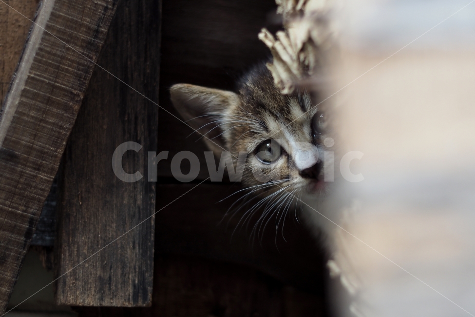 고양이,귀여움,아기,배경,동물,눈,눈동자,동물,animal,포유류,mammal,고양이,cat,kitten,kitty