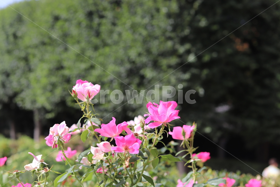 flower,꽃,plant,blossom,핑크색꽃