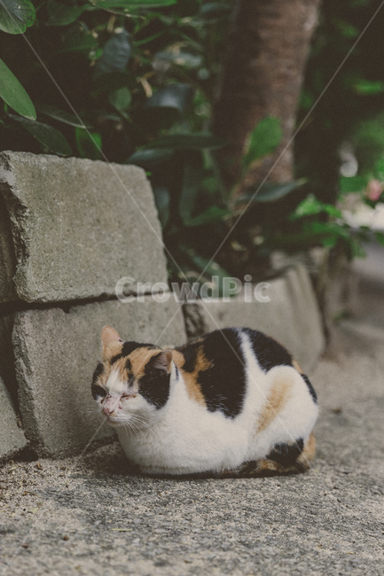 고양이,길고양이,동물,animal,cat,동물,animal,고양이,cat,kitten,kitty