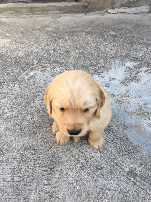 골든리트리버,강아지,개,동물,반려동물,dog,동물,animal,포유류,mammal,개,강아지,dog,doggy