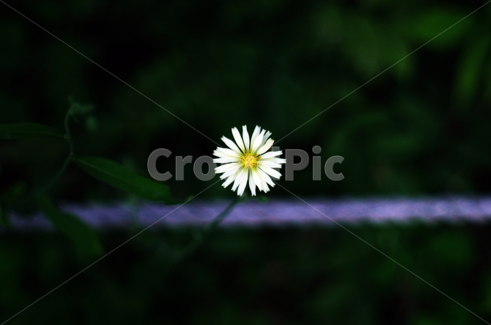 들꽃,구절초,꽃,사랑,그림자,식물,자연,plants,nature,꽃,flower