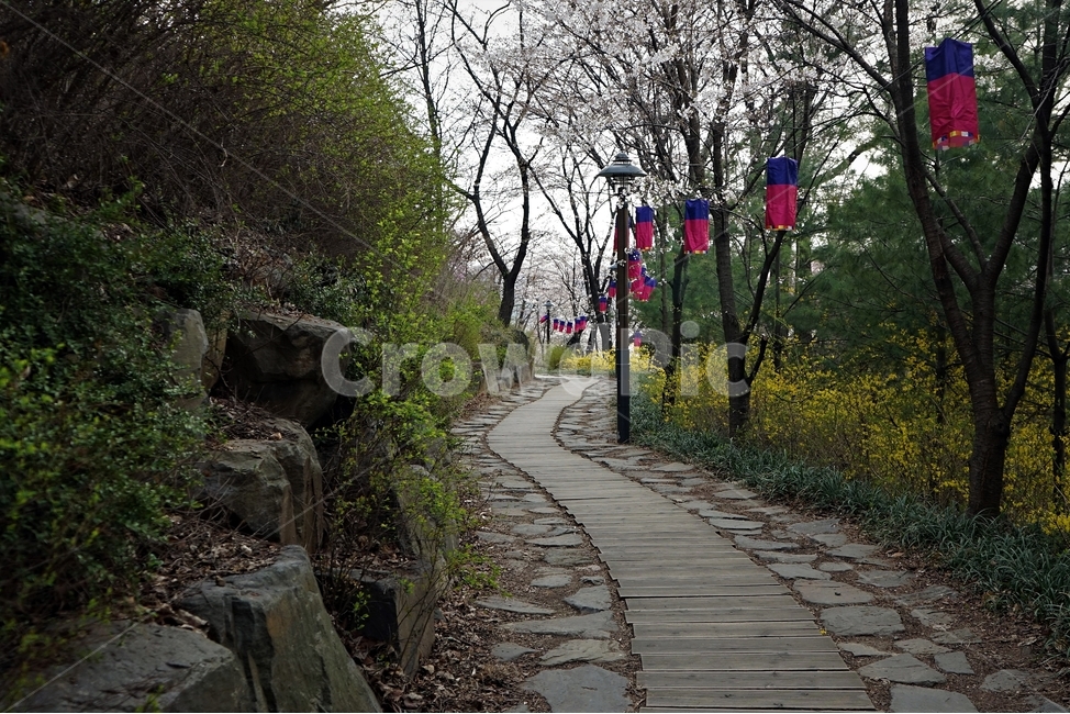 벚꽃,청사초롱,봄,벚나무,개나리,cherrytree,cherryblossom,nature,spring,자연,season,blossom,봄,계절,spring,season,자연,풍경,nature,landscape,한국자연풍경,한국자연경관,korea nature landscape,path,통로,walkway,보도,flagstone,판석