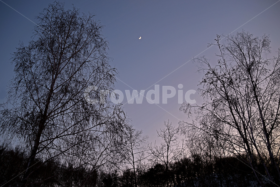 밤,밤하늘,나무,감성사진,노을,야경,밤,풍경,nightscape,night,landscape,nature,자연,outdoors,옥외