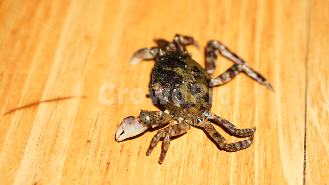 게,밤게,칠게,바다,갯벌,갯뻘,서해,접사,초접사,crap,nature,shellfish,동물,animal