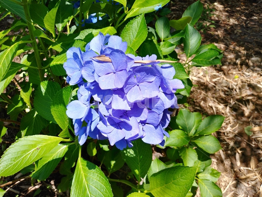 꽃,자연,식물,제주도,수국