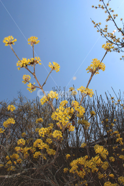 plant,식물,노란,꽃,풍경,자연,힐링,감성