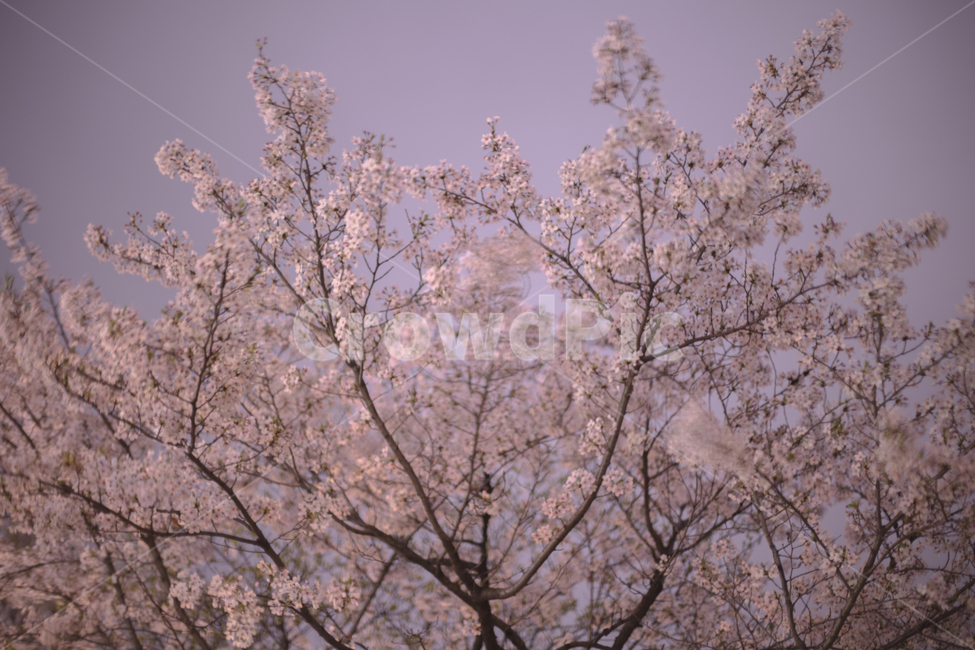 봄,벚꽃,꽃잎,낙화,분위기,감성,봄,계절,spring,season,식물,자연,plants,nature,꽃,flower,나무,trees,wood,감성,sensible,feeling,색깔,색상,색채,색감,color sense,color sensitivity,feeling of color,plant,blossom,cherry blossom