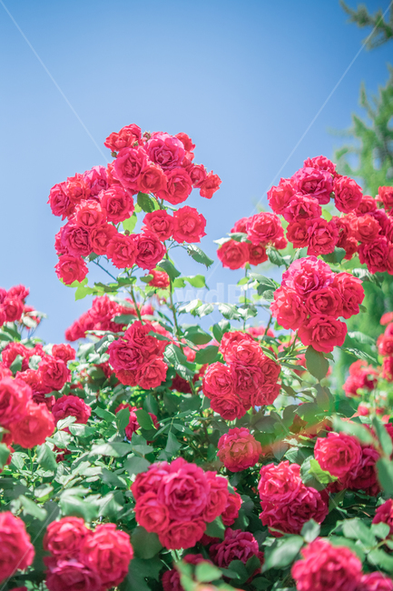 장미,하늘,분홍색,꽃잎,rose,싱그러운,식물,자연,plants,nature,꽃,flower