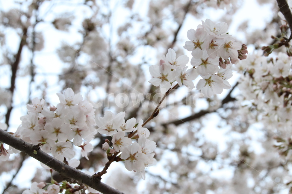 벚꽃,꽃,꽃나무,자연,풍경,봄,계절,spring,season,식물,자연,plants,nature,꽃,flower,plant,blossom