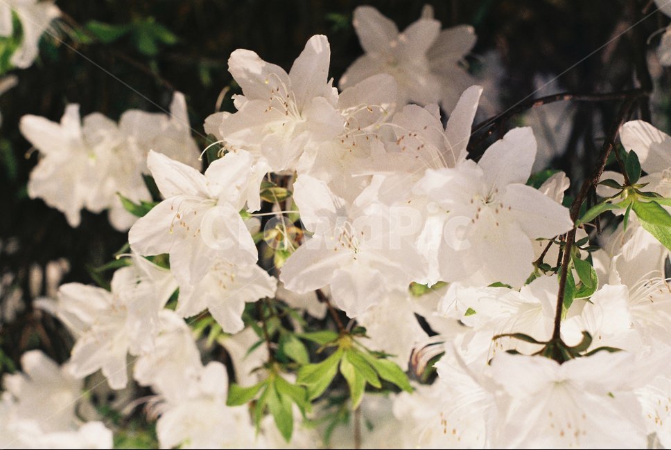 plant,식물,geranium,제라늄,flower,blossom,식물,자연,plants,nature,꽃,flower