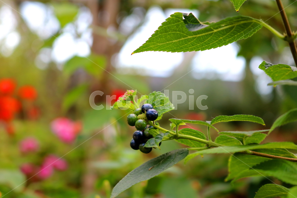 란타나,꽃,란타나꽃,식물,열대식물,란타나카마라,마편초과,자연,식물,자연,plants,nature,꽃,flower