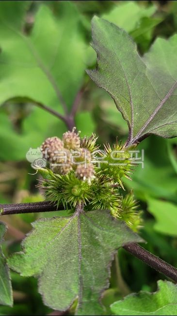 native plants,Goblin bat,Dokomali,leaf,Kasi