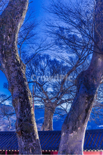 고목,고택,기와,선,거목,겨울,계절,winter,season,한국전통,한국문화,korean traditional,korean culture,식물,자연,plants,nature,나무,trees,wood