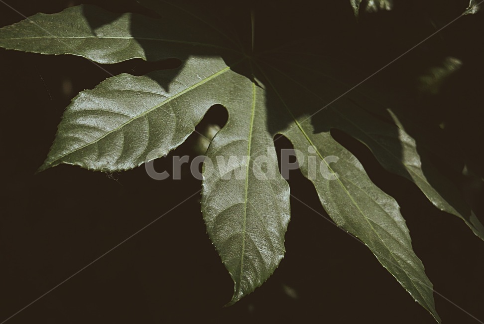plant,식물,leaf,잎,veins,정맥