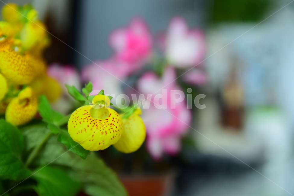 복주머니꽃,주머니꽃,칼세올라리아,칼세오라리아,꽃,노란꽃,식물,blossom,flower,calceolaria,yellow,식물,자연,plants,nature,꽃,flower