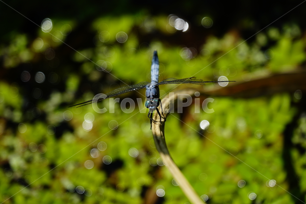 잠자리,연못,곤충,벌레,insect,dragonflies,dragonfly,가을,autumn,fall,9월,september,자연,nature,식물,plants,수풀,동물,animal,곤충,벌레,insect,bug