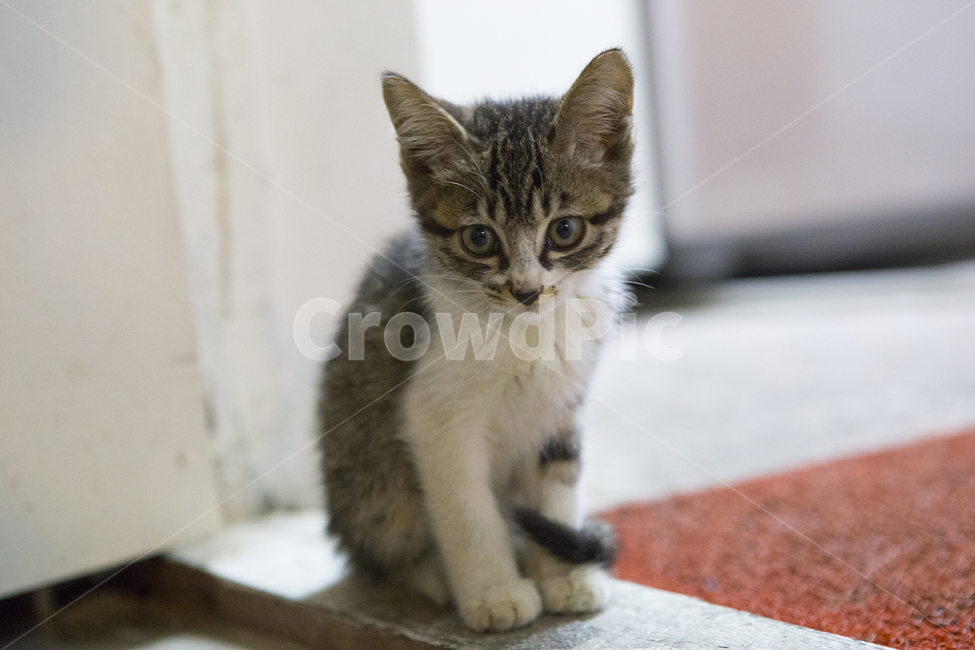 고양이,한국,코숏고양이,길고양이,아기고양이,새끼고양이,코리안숏헤어,한국토종고양이,cat,동물,animal,포유류,mammal,고양이,cat,kitten,kitty