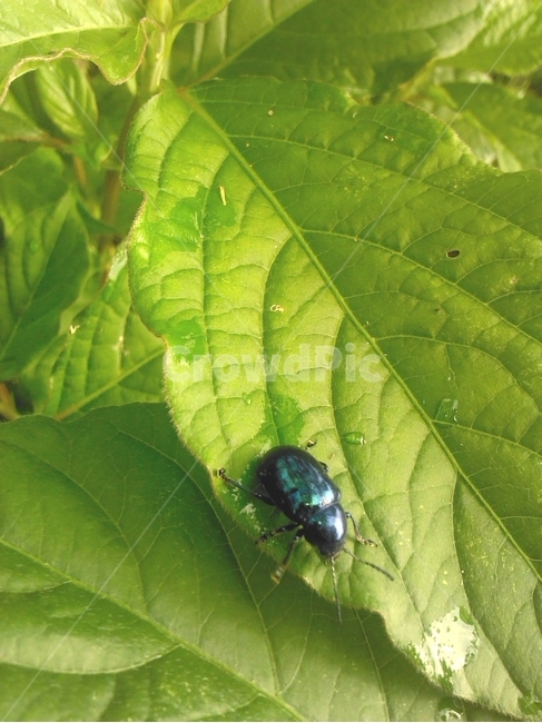 곤충,풍뎅이,식물,자연,잎사귀,scarab,bug,beetle,이슬,나뭇잎,green,식물,자연,plants,nature,곤충,벌레,insect,bug