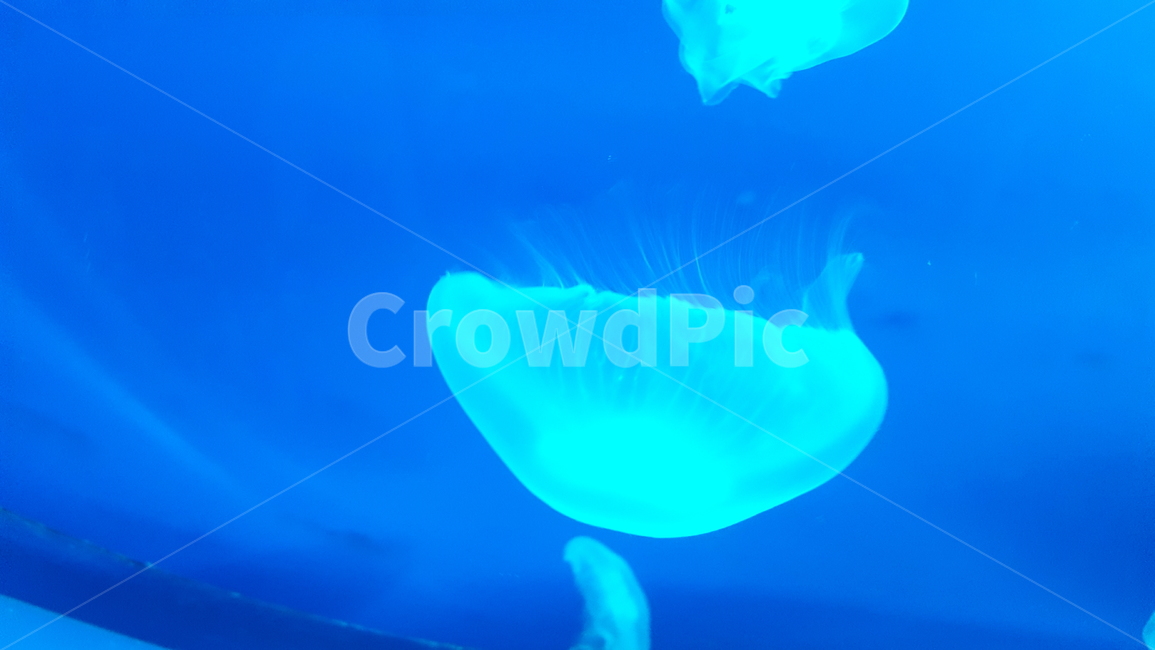 해파리,보름달물해파리,동물,강장동물,바다,아쿠아리움,동물,animal
