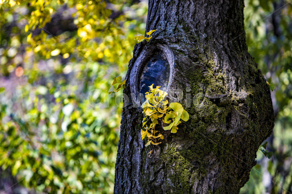 나무,식물,plant,고목,가을,단풍,감성,tree,식물,자연,plants,nature,나무,trees,wood