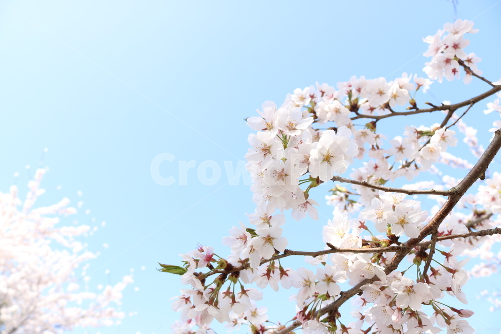 제주벗꽃,제주도벗꽃,벗꽃,벗꽃축제,꽃,봄,계절,spring,season,식물,자연,plants,nature,꽃,flower,plant