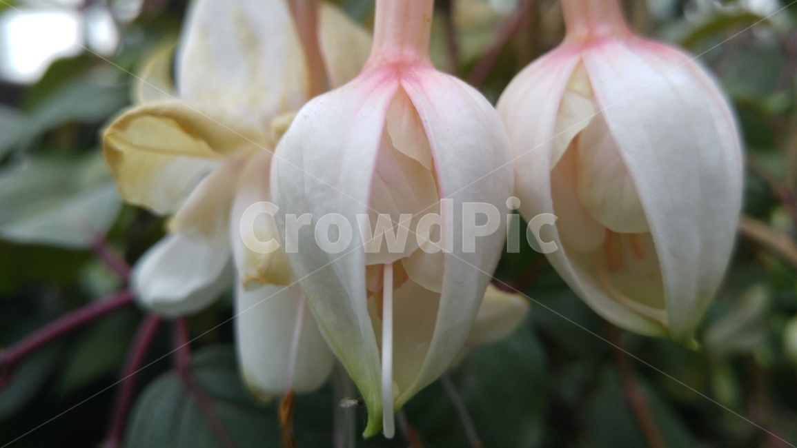 식물,꽃,자연,flower,꽃클로즈업,흰꽃,꽃봉오리,싱가포르가든스바이더베이꽃,식물원꽃