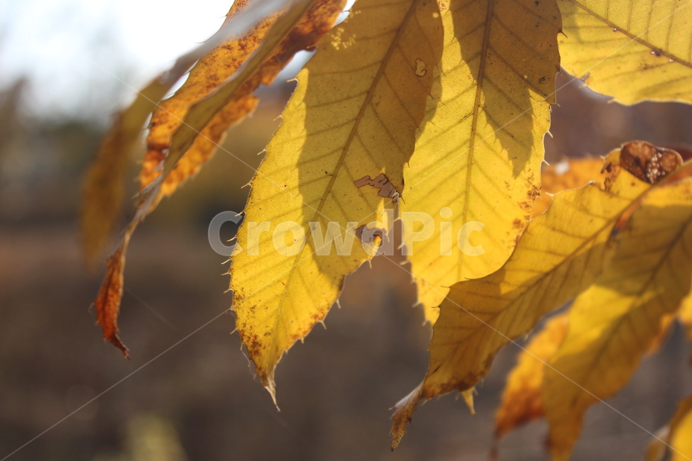 잎,식물,단풍,leaf,plant,가을,계절,fall,autumn,season