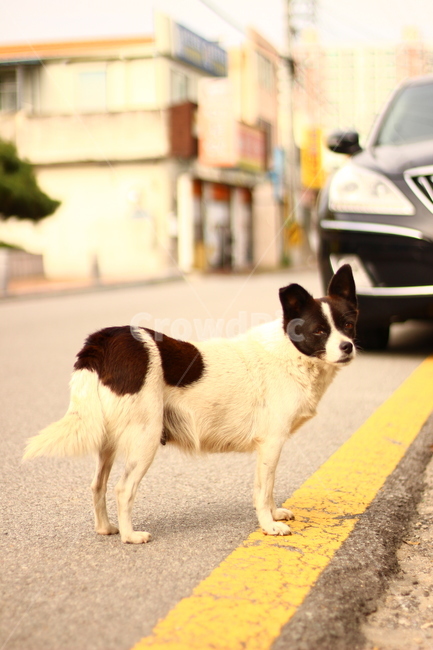 강아지,dog,자동차,아웃포커싱,개,아련한,귀여움,동물,animal,포유류,mammal,개,강아지,dog,doggy