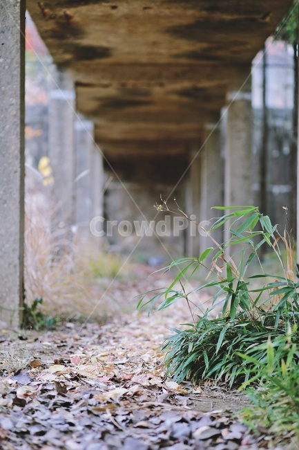 공원,낙엽,대나무,가을,fallenleaves,bamboo,fall,park,가을,계절,fall,autumn,season,식물,자연,plants,nature,ground,바닥,building,건물,bunker,벙커