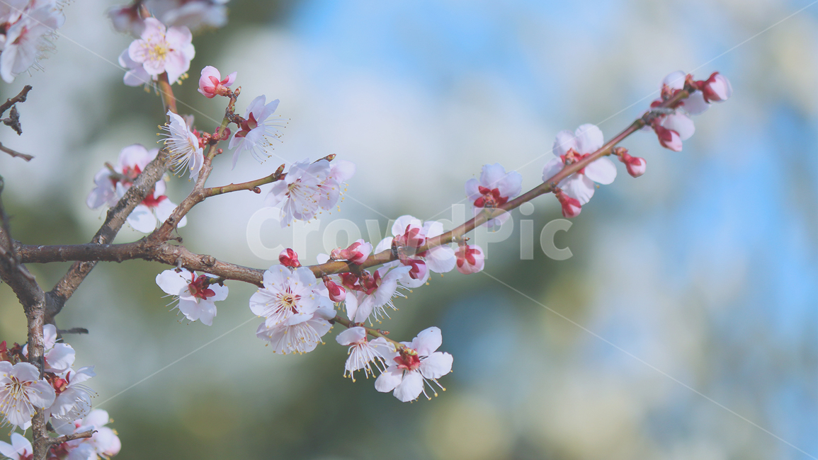매화나무,매실,매화,봄,식물,자연,꽃,꽃잎,나뭇가지,봄,계절,spring,season,식물,자연,plants,nature,꽃,flower,plant