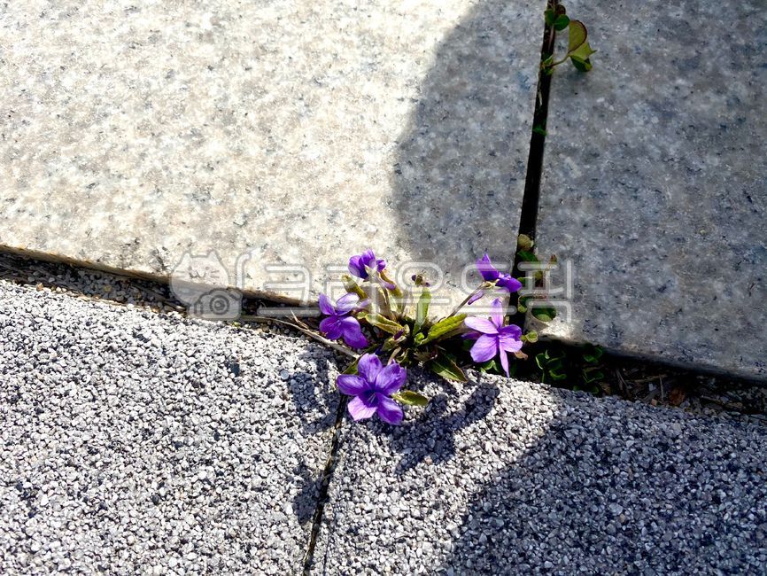 plant,식물,꽃,제비꽃,들꽃,봄