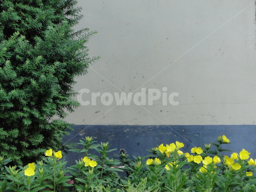 벽,배경,꽃,나무,페인팅,식물,자연,plants,nature,꽃,flower