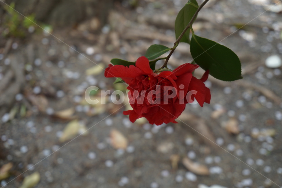 봄,꽃,동백꽃,동백나무,꽃잎,낙화,봄,계절,spring,season,식물,자연,plants,nature,꽃,flower,blossom,rose,장미,plant
