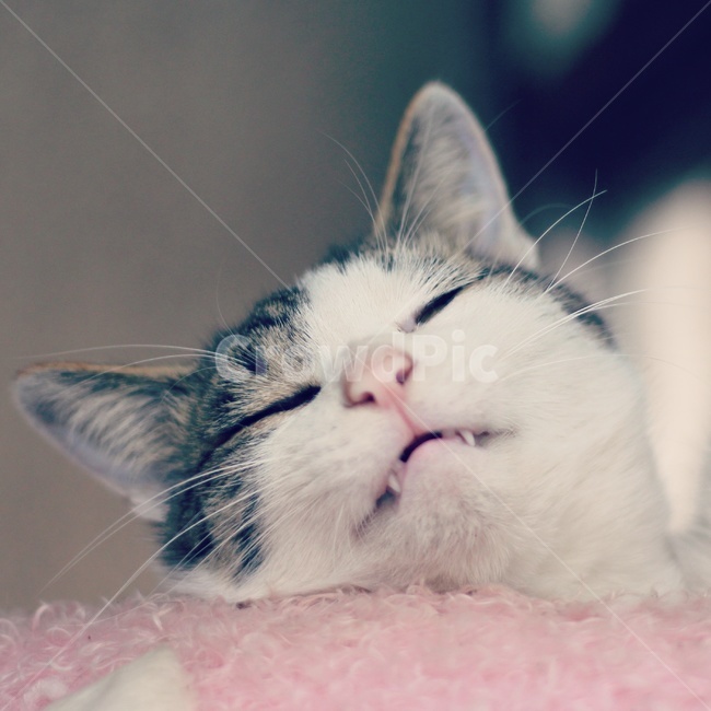 동물,고양이,야옹이,시골냥,cat,동물,animal,포유류,mammal,고양이,cat,kitten,kitty