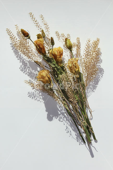 brown,closeup,bunch,dead,death,decoration,dry,flora,floral,flower,green,leaf,natural,nature,plant,white,yellow,갈색,브라운,노란,그린,노란색,녹색,말린꽃,꽃,꽃다발,말린,드라이,드라이플라워,잎,나뭇잎,잎사귀,식물,자연,꽃,flower