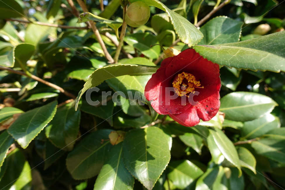 동백꽃,동백,겨울꽃,꽃,식물,자연,flower,nature