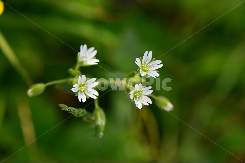 북점나도나물,야생화,꽃,식물,자연,생태,플라워,flower,plants,nature,식물,자연,plants,nature,꽃,flower