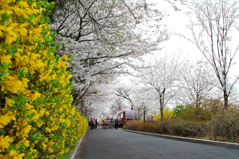 봄,공원,벚꽃,철쭉,사쿠라,일본꽃,하얀꽃,봄,계절,spring,season,자연,풍경,nature,landscape,식물,plants,꽃,flower,asphalt,아스팔트,plant