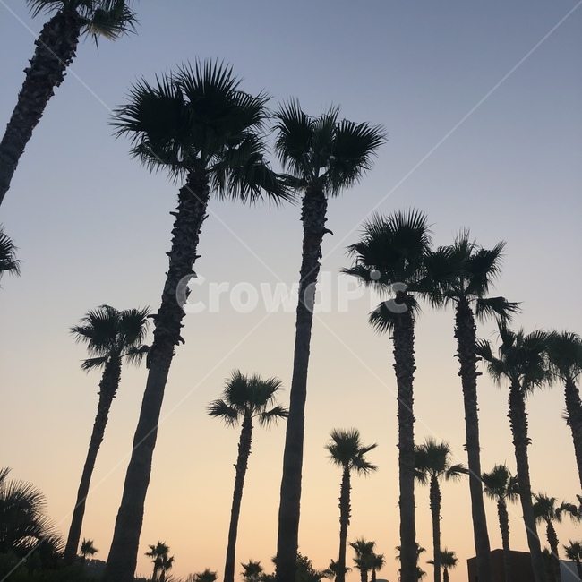 하늘,팜트리,나무,휴양지,노을,휴양,palmtree,자연,풍경,nature,landscape,식물,plants,나무,trees,wood,tree,plant,palm tree,야자수