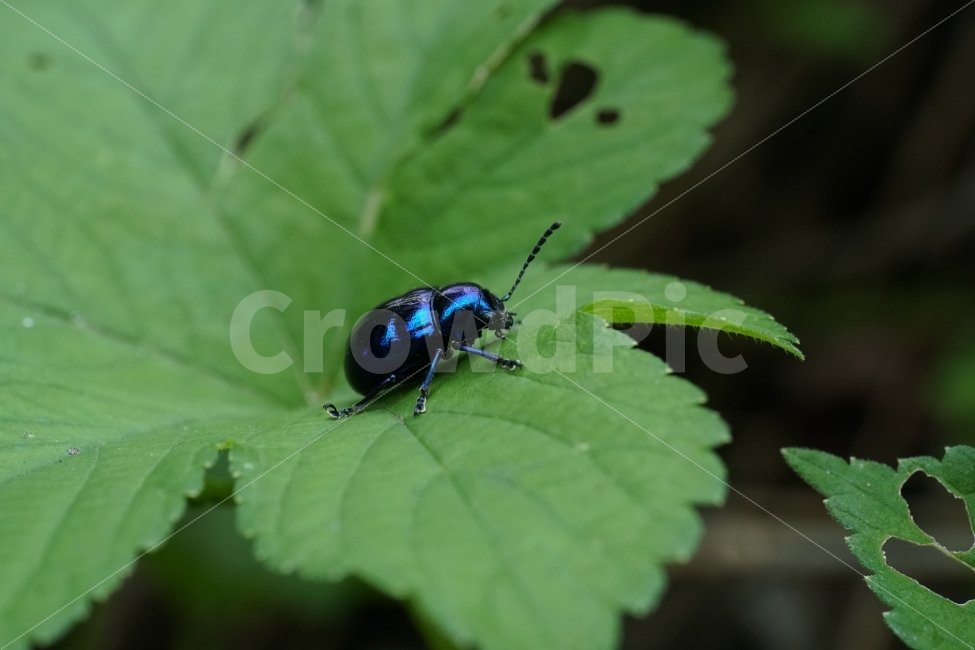 중국청람색잎벌레,Chrysochuschinensis,곤충,insect,벌레,자연,nature,식물,여름,summer,딱정벌레,7월,접사,macro,이파리,동물,animal,근접촬영,감성,감성사진,힐링,힐링사진,생명,신비,신비한,신비하다,신기,신기한,신기하다,snap,스냅,스냅사진,스냅샷,스넵,스넵사진,스넵샷,snapshot,그린,green,녹색,연두,연두색,윤기,광,반들반들,매끈매끈,풍경,landscape,한국자연,한국의자연,동물,animal,곤충,벌레,insect,bug