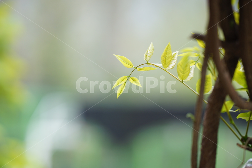 봄,잎,나무,그린,녹색,식물,잎사귀,빛,생명,풍경,green,감성사진,감성,식물,자연,plants,nature,휴식,힐링,rest,relaxation,healing