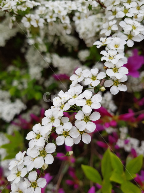 꽃,조팝나무,조팝꽃,꽃나무,flower