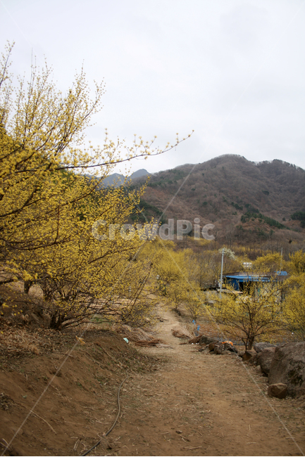 산수유,봄,봄날,봄꽃,꽃,노란색,감성,spring,flower,봄길,풍경,봄,계절,spring,season,자연,풍경,nature,landscape,한국자연풍경,한국자연경관,korea nature landscape,dirt road,흙길,gravel,자갈,road,도로,outdoors,옥외