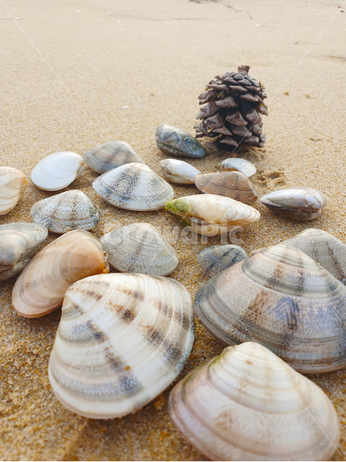 해양생물,조개,seashell,해변,해변모래,대합